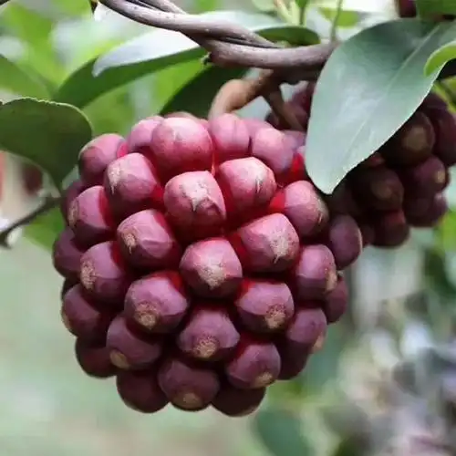 打破次元壁的神奇果实——恶魔果试吃全纪录