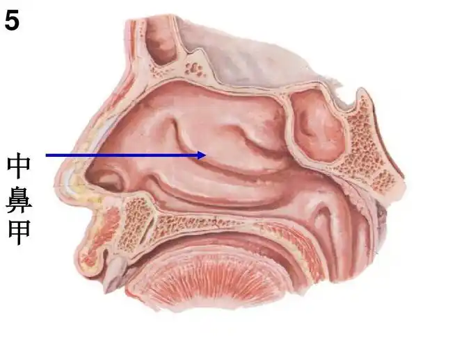 系统解剖实验ppt