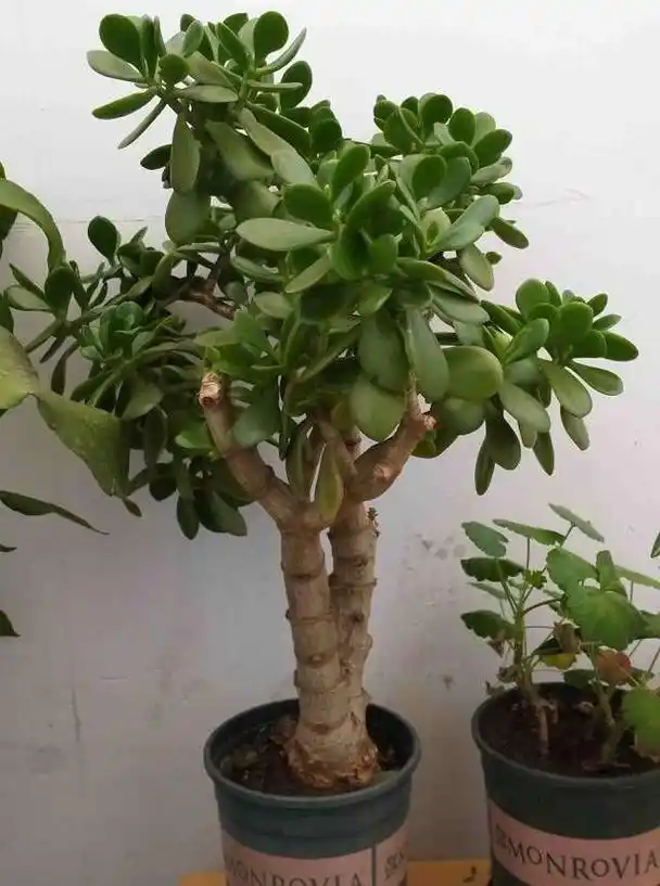 8月养玉树盆景,3件事不能做,叶翠绿厚实枝壮实,漂亮有精神