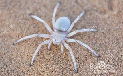 灭白蜘蛛的最有效方法