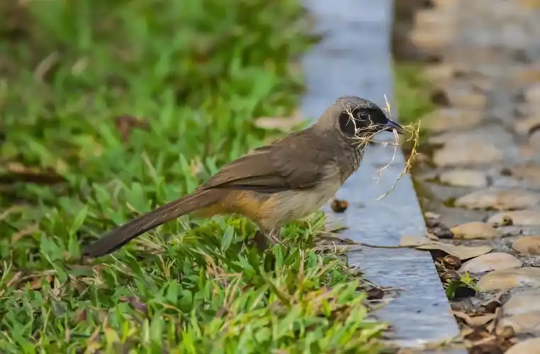 野生鸟类大荟萃 - 近一年来我拍摄的40种鸟,摄影100张