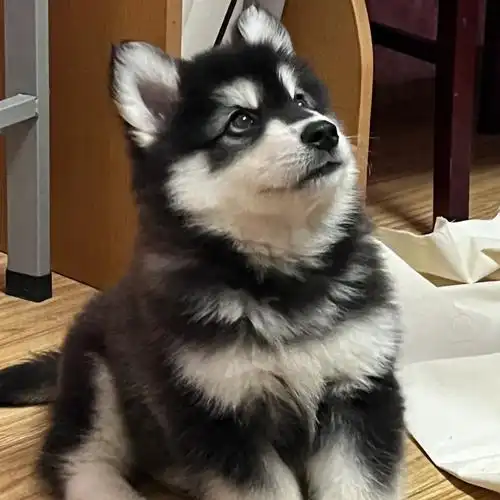 阿拉斯加犬图片  阿拉斯加犬,有着一身浓密的毛发和矫健的身姿.