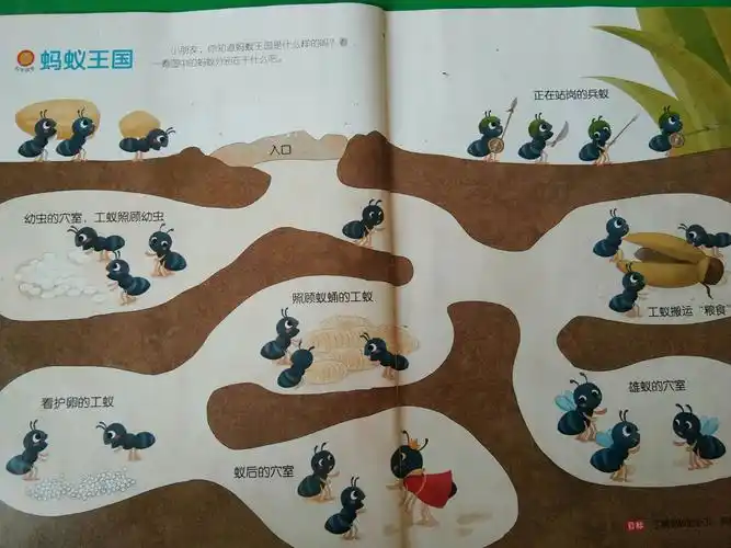 让幼儿了解蚂蚁的分工,感知蚂蚁王国的有趣,知道蚂蚁有  蚁后,雄蚁