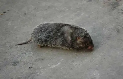 美国纽约惊现变异巨鼠 最大体型堪比中型犬(2)