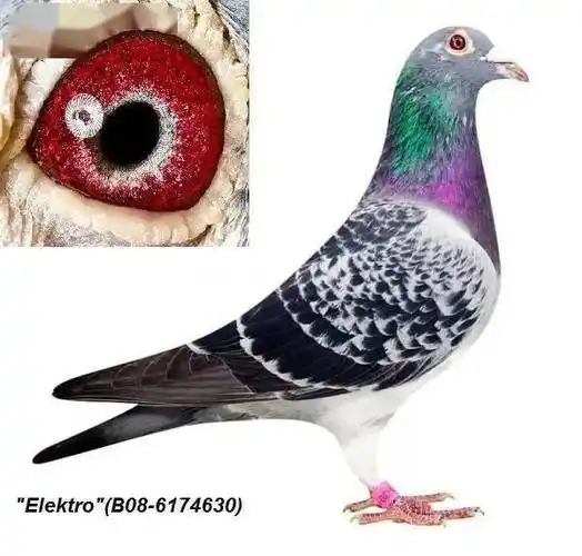 佛卡门顶级种鸽之一野马号