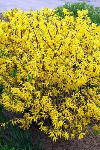 连翘美国金钟金脉金边花叶耐寒耐热灌木花卉时令草本花卉