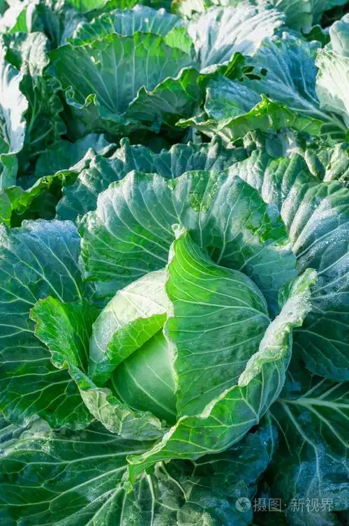 菜园里的卷心菜头部的
