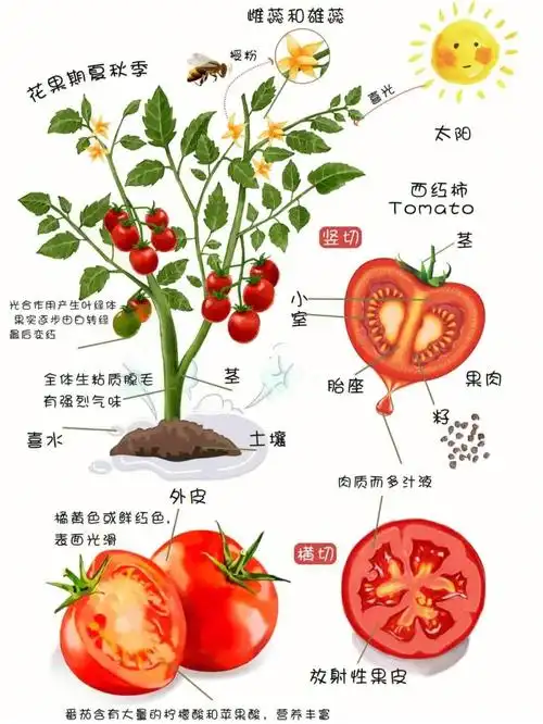 在家早教植物生长周期番茄主题