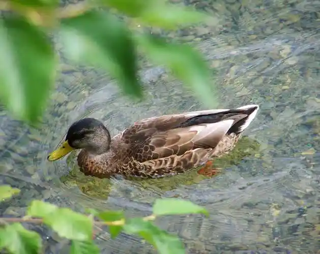 家禽,鸭子,动物水里的鸭子图片 家禽,鸭子
