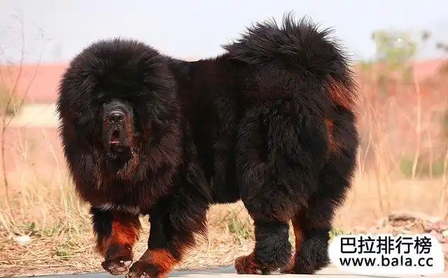 生活 动物宠物藏獒,又名西藏獒犬,属獒犬类,是一种体型较大性格凶猛的