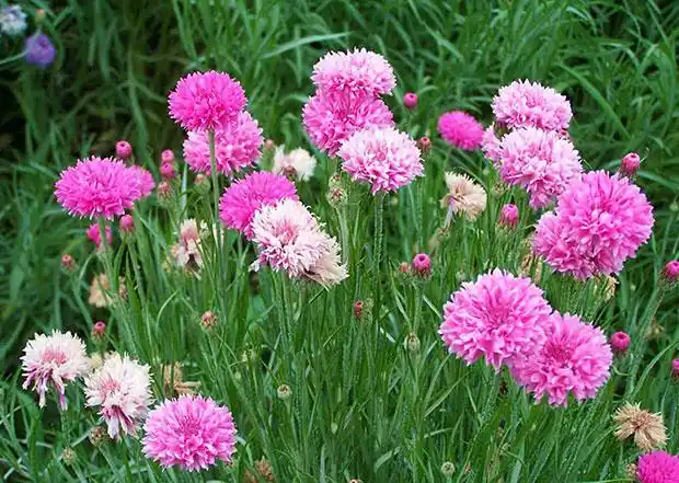 粉矢车菊种子 花草 易种 室外室外室内阳台盆栽花卉花籽 一袋50粒_7折