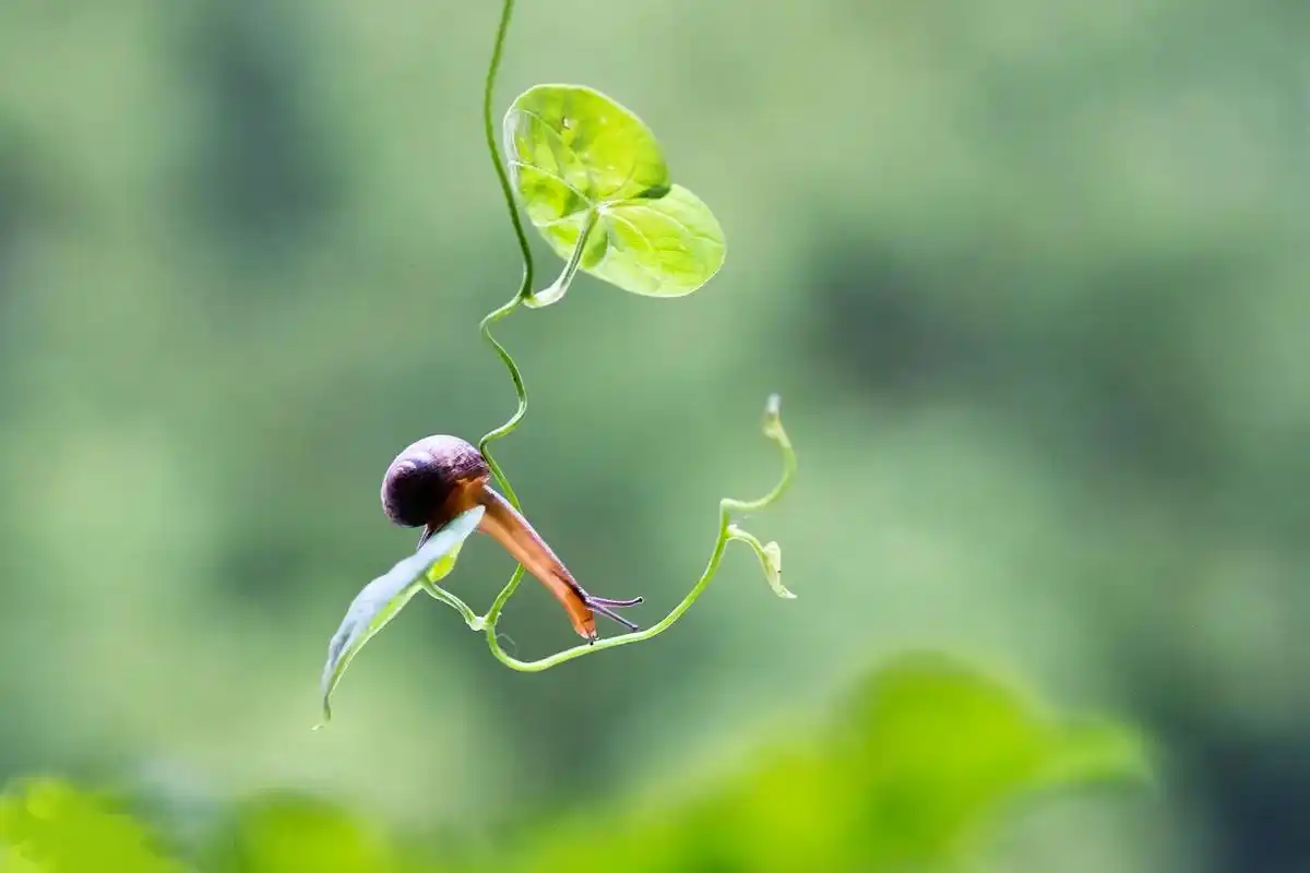 "蜗牛不孤独"#壁纸 #朋友圈 #背景图 #欢迎取图 #微信 - 抖音