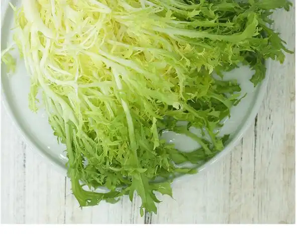 黄心苦菊新鲜蔬菜苦菊苦苣苦细叶生菜蔬菜九芽狗牙菜沙拉西餐食材 250