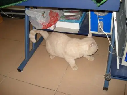 组图:猫咪小豆冰棍淘气写照(4)