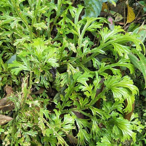 新鲜石上柏500g龙鳞草深绿卷柏地梭罗草金龙草地侧柏梭罗草