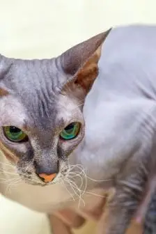 顿斯科伊猫图片