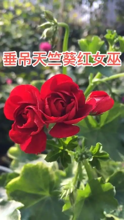 垂吊天竺葵红女巫常年开花