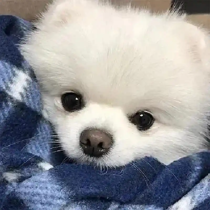 头像 | 可爱狗狗白色系春天活泼