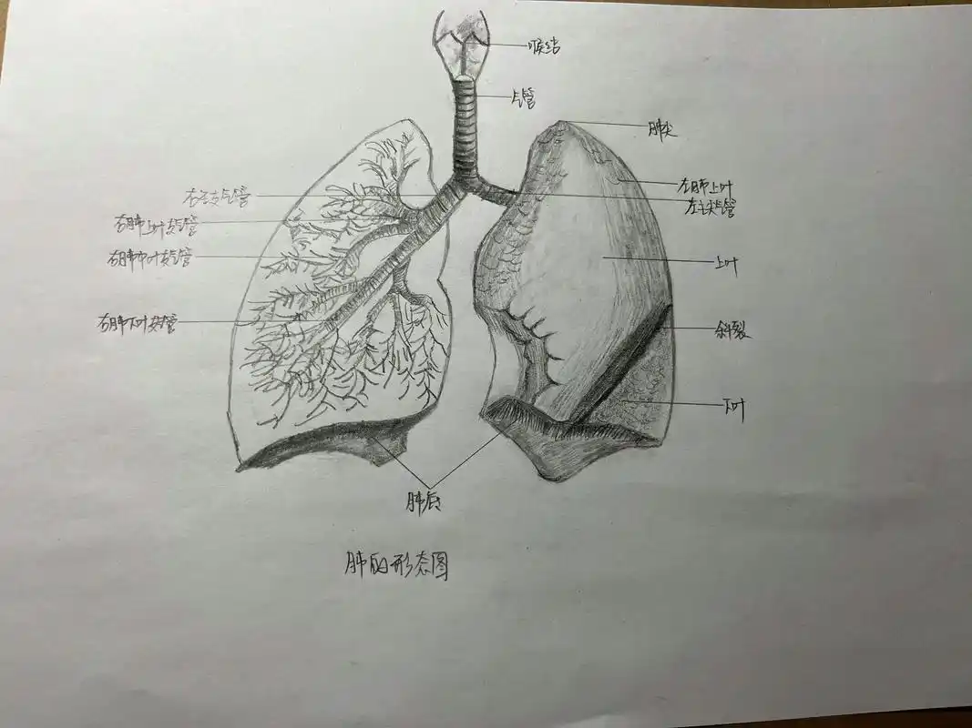"生活应该被热爱的人和事填满呀"#晚安 #手绘 #解剖学 # - 抖音