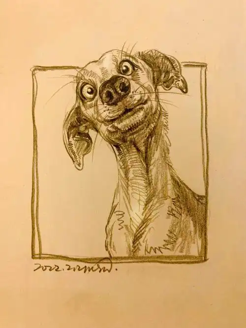 动物园速写可爱的动物在哪里