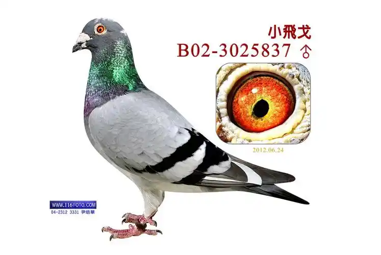 "年轻小飞戈264"