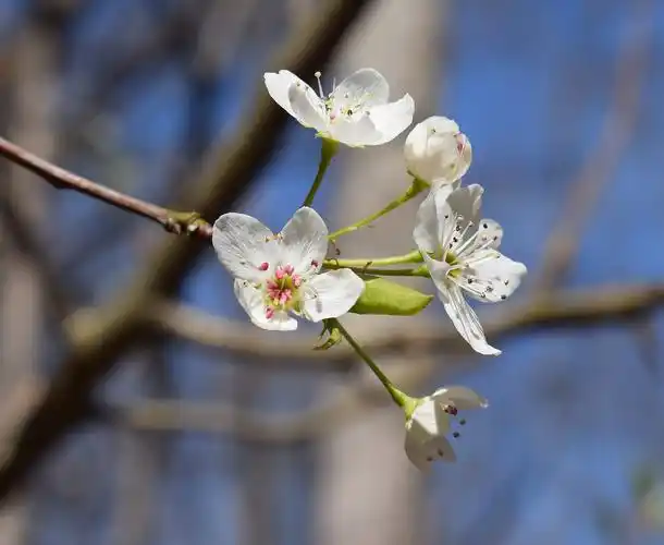 野生樱花,野生樱桃树,开花,绽放,花,树,樱桃
