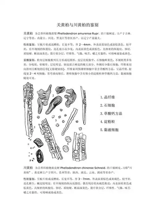 川黄柏与关黄柏的区别
