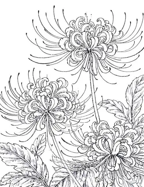 ► 深入刻画深入刻画是进一步展现彼岸花线描魅力的核心环节