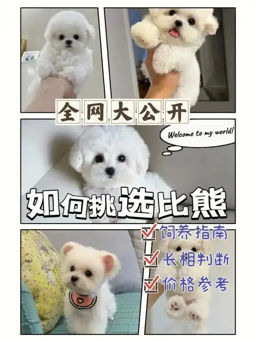 如何挑选高颜值比熊深圳比熊犬舍告诉你
