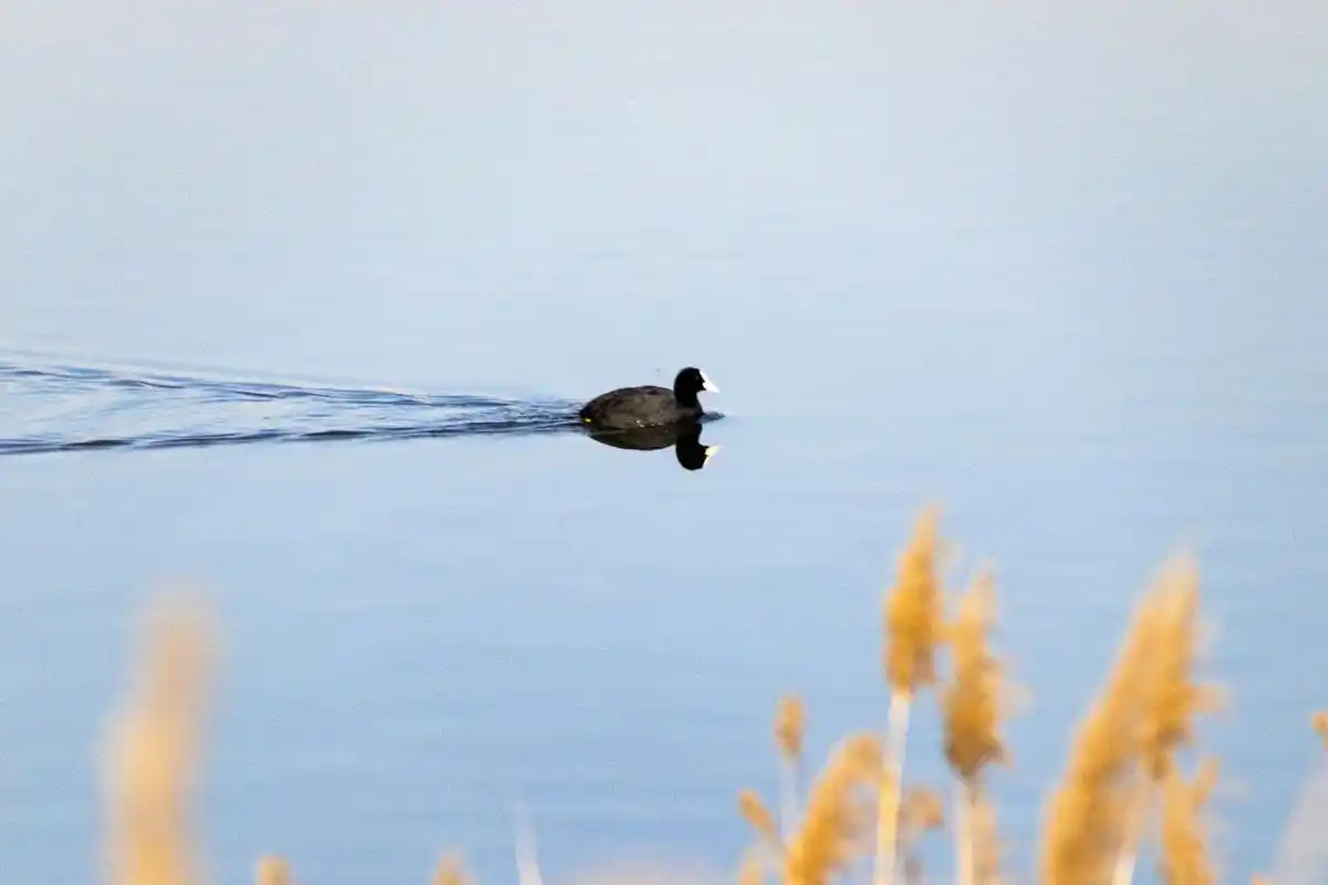 水鸟.一种很常见的水鸟,也一直没有叫的上来名字#鸟类摄影 # - 抖音