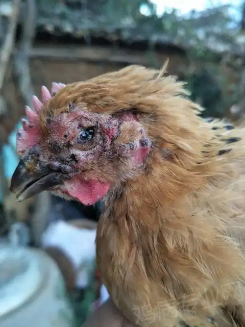 请教各位专家,这是鸡痘吗?还有治疗价值吗?怎么用药.