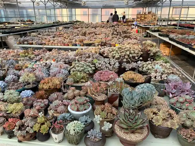11.16韩国首尔探访多肉植物大棚.