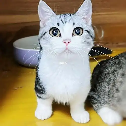 05萌化了起司矮脚妹妹