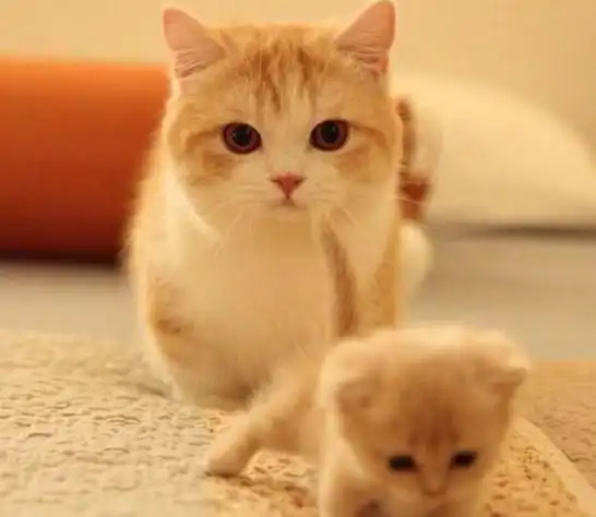 猫咪生了一只猫宝宝,猫宝宝比猫妈妈还要软萌,可爱到令人窒息!