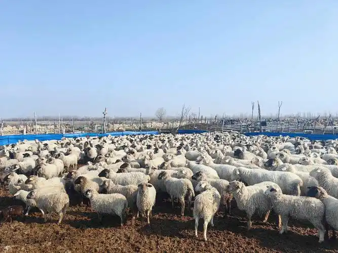 帆 走向振兴路- 师团新闻-胡杨网2023-兵团胡杨网-新疆兵团新闻门户