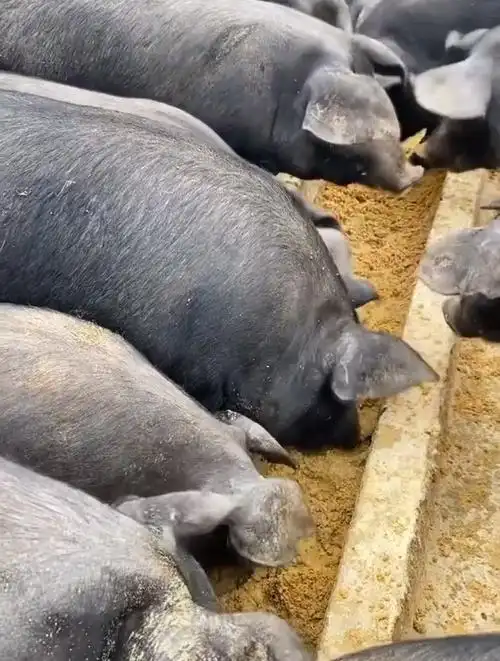 解压的养猪生活,猪吃食原来这么的自愈