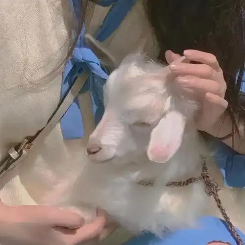 适合做头像的羊的照片,羊的专属头像(超可爱的小羊头像合集)