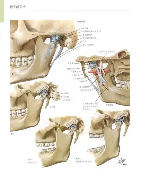 老婆查出颞合关节紊乱张嘴吃东西就疼说话多也疼医院说没办法医治不能