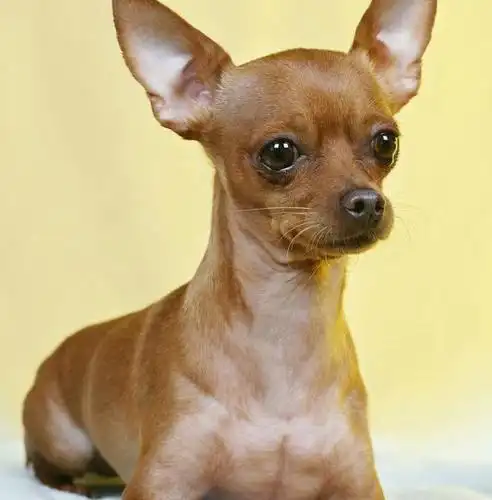 6,短毛吉娃娃——短毛,好打理,无体臭,遇到情况爱叫,而且容易犯掣胃