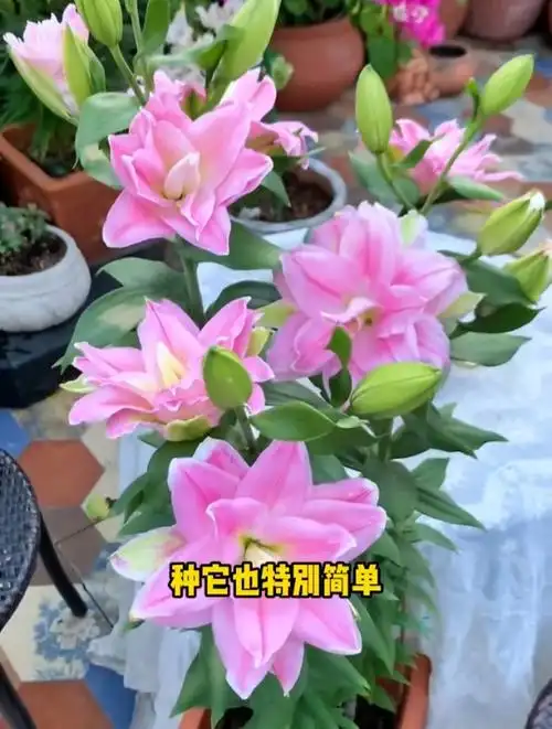 多年生耐寒花卉,重瓣香水百合,几乎全国都可种!