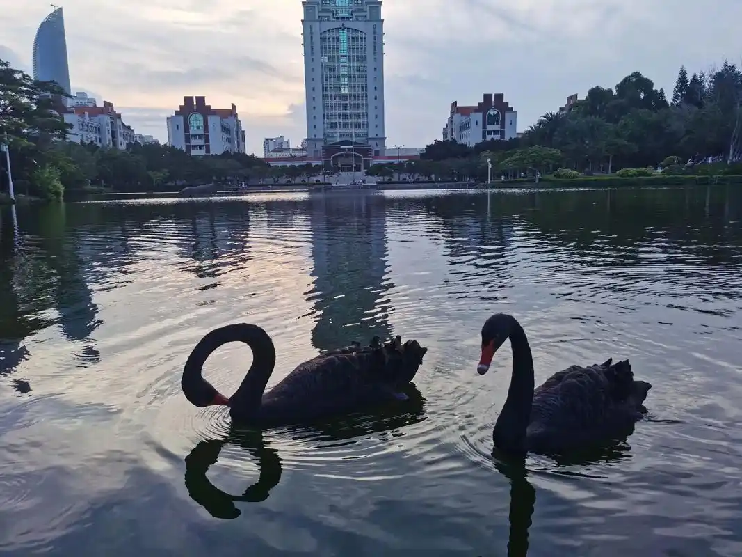 在这个世界上有白天鹅就有黑天鹅,黑与白,是与非,正与 - 抖音