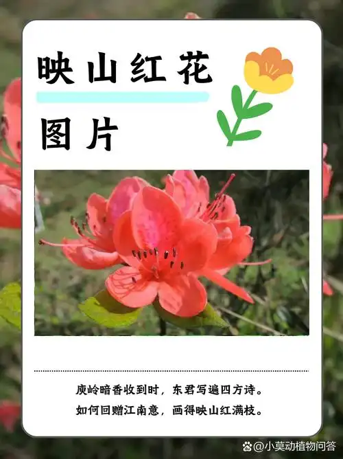 今天我迫不及待地想和大家分享一些美丽的映山红花图片.