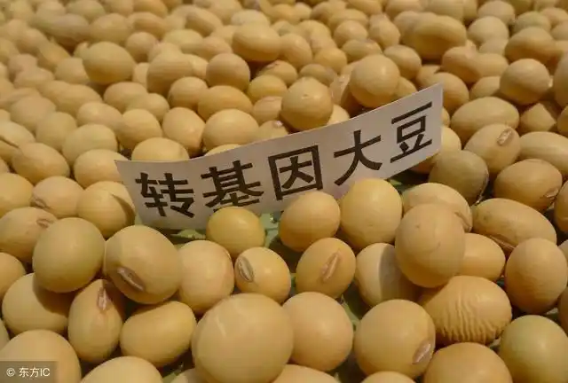 1—7月,中国已从巴西进口150亿美元农产品,转基因大豆占大头!