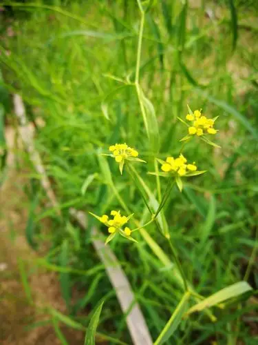 植物园🌸20180602 - 美篇