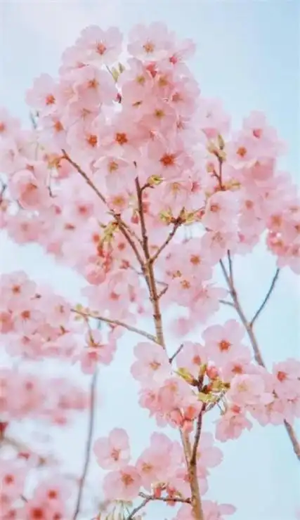 樱花手机壁纸2020高清无水印唯美浪漫的樱花壁纸图片2020