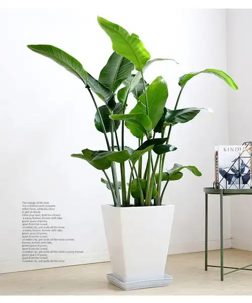 天堂鸟望鹤北欧简约办公办公室室内阳台客厅大型大型绿植