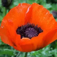 红色花朵头像美艳罂粟花图片大全