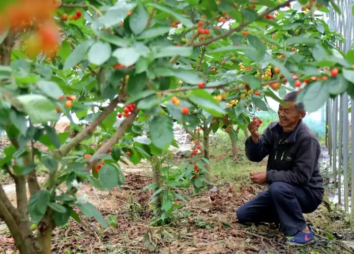 22日,位于中梁镇的重庆普迪生态园里一派繁忙景象,工人们正在打理果园