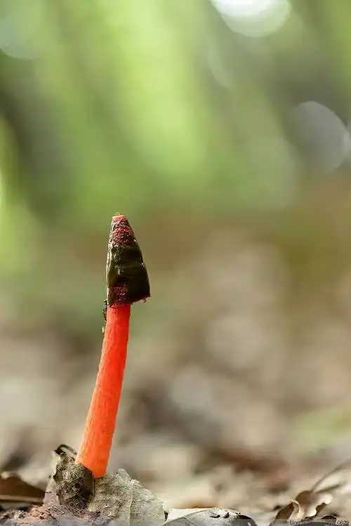 红鬼笔菌的别名难听到让人尴尬 它明明有毒为什么好多男人争着吃