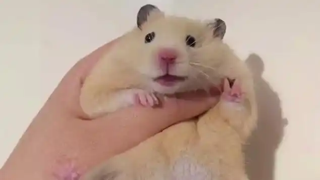 拍照还会比耶的仓鼠你说能不萌吗